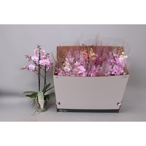 PHAL MF GEM 5 KL