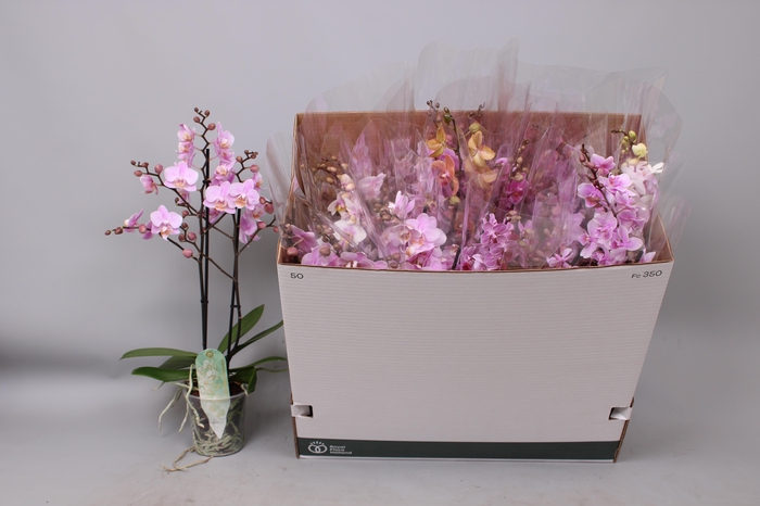<h4>PHAL MF GEM 5 KL</h4>