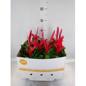 Vriesea  'Christiane'