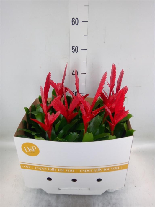 <h4>Vriesea 'Christiane'</h4>