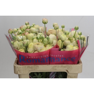 Ranunculus Romance Hydra