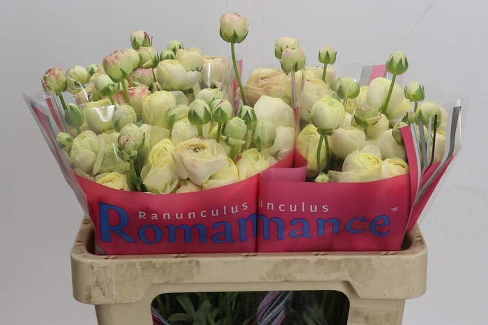 <h4>Ranunculus Romance Hydra</h4>