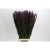 Liatris Callilepis