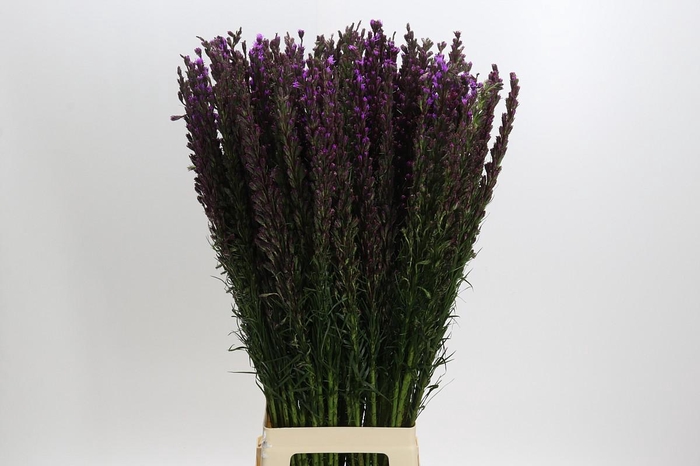 <h4>Liatris Callilepis</h4>
