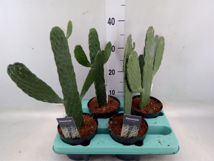 <h4>Opuntia</h4>