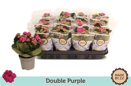 <h4>Kalan Gev Purple</h4>