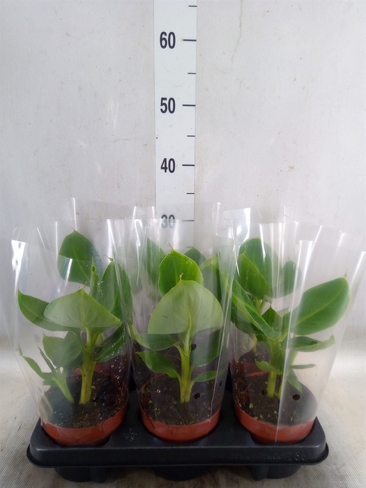 <h4>Musa  'Tropicana'</h4>