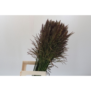 Panicum Umbrella