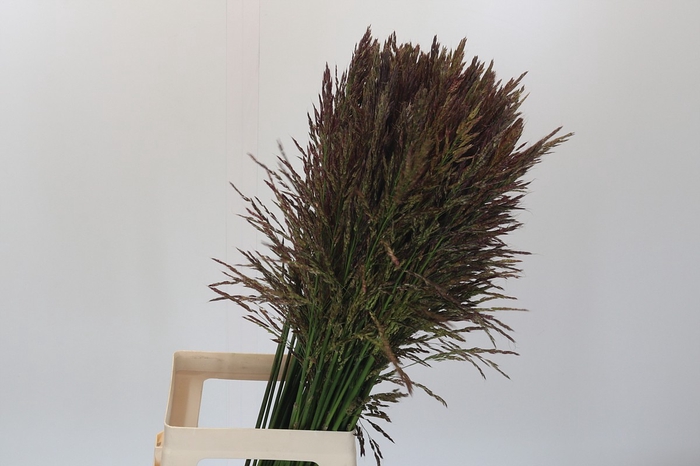 <h4>Panicum Umbrella</h4>