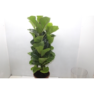 FICUS LYRATA BAMBINO P24 COMPACTO