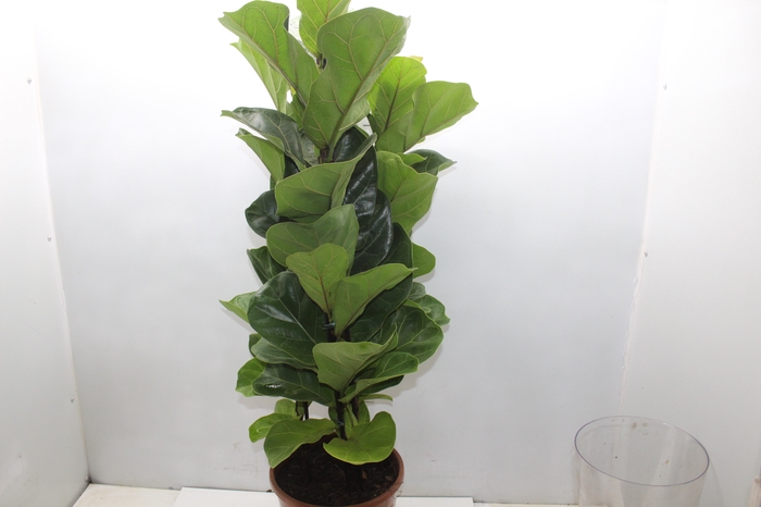 <h4>FICUS LYRATA BAMBINO P24 COMPACTO</h4>