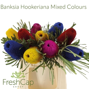 Banksia hookeriana
