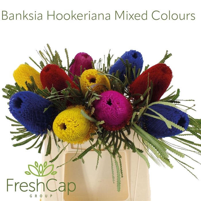 Banksia Hookeriana Mixed Colours