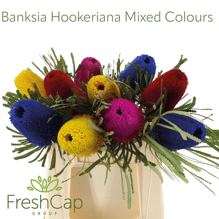 <h4>Banksia hookeriana</h4>