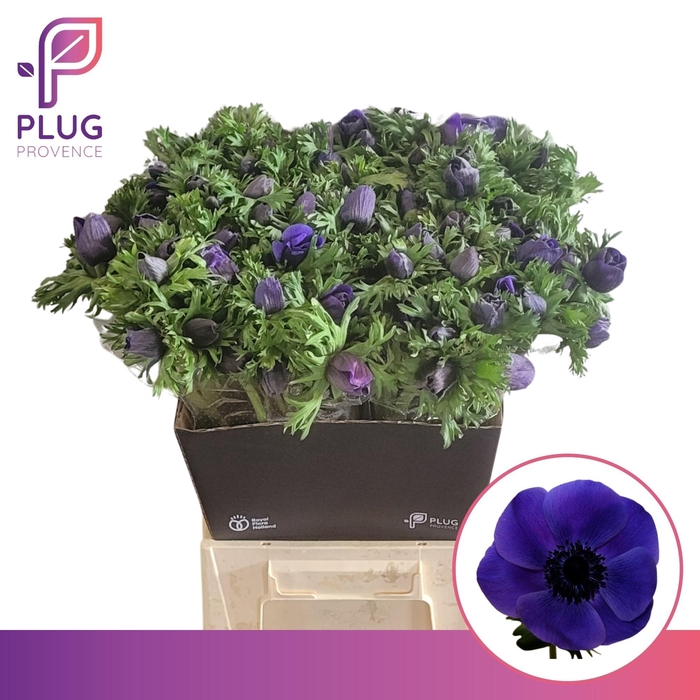 <h4>ANEM CO GALIL BLAUW</h4>