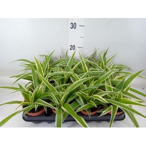 Chlorophytum com.