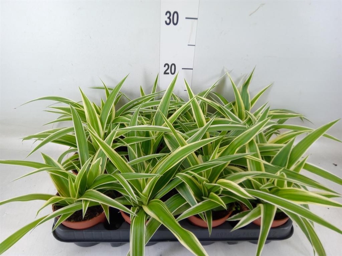 <h4>Chlorophytum com.</h4>