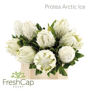 Protea Arctic Ice