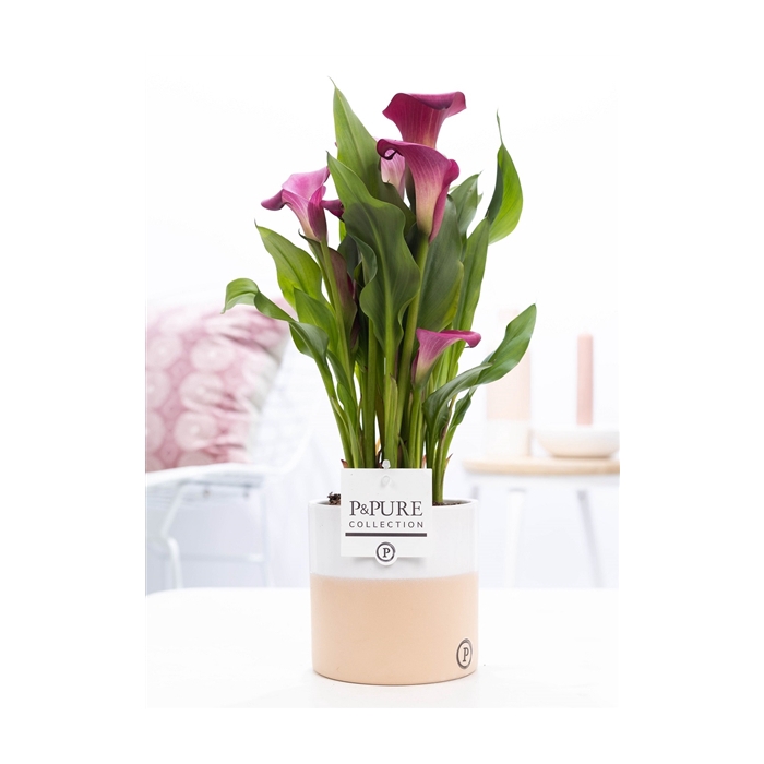 <h4>Zantedeschia pink in P&PURE Rosy ceramics</h4>