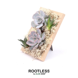 ROOTLESS Echeveria Haworthia, Photo frame