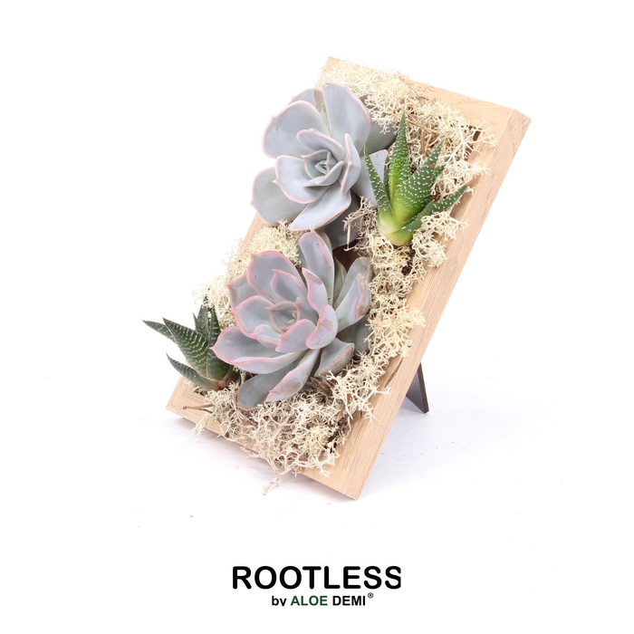 <h4>ROOTLESS Echeveria Haworthia, Photo frame</h4>