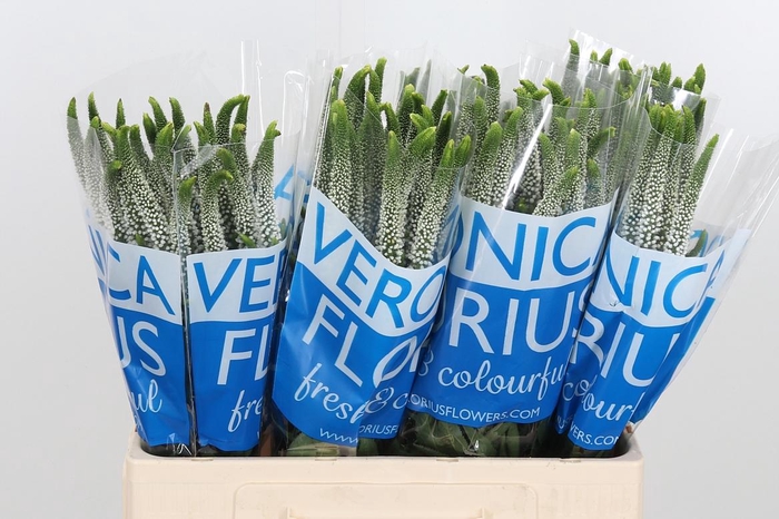 <h4>Veronica Caya Wit</h4>