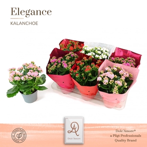Kalanchoe Valencia Mix P14 Dolc' Amore® Metallic