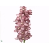 CYMB T TRUDY L.ROZE