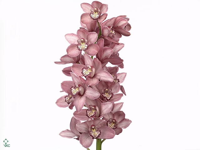 CYMB T TRUDY L.ROZE
