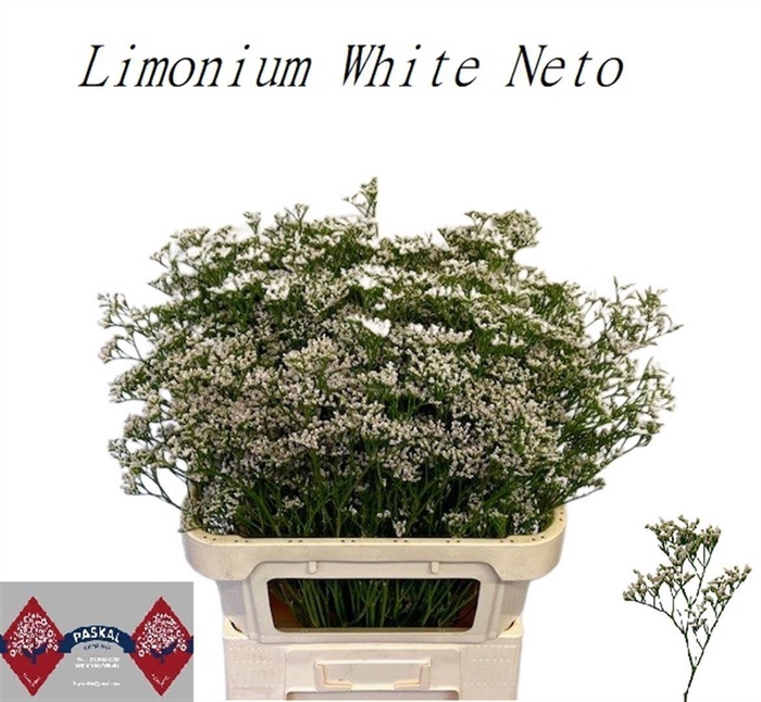 <h4>LIM WHITE NETO</h4>
