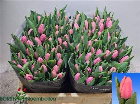 <h4>Tu En Tresor</h4>