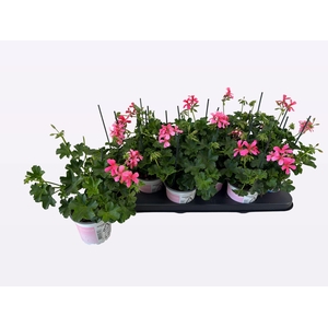 PEL PELT BALKON ROSE