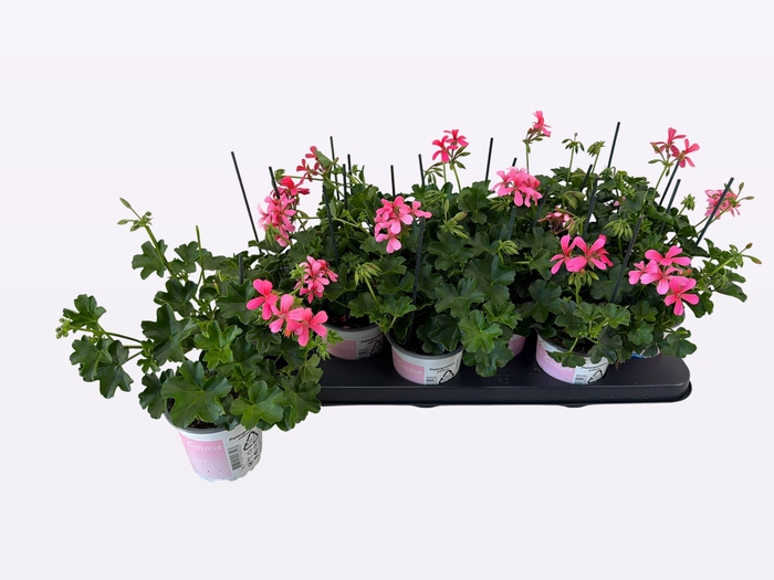 <h4>PEL PELT BALKON ROSE</h4>