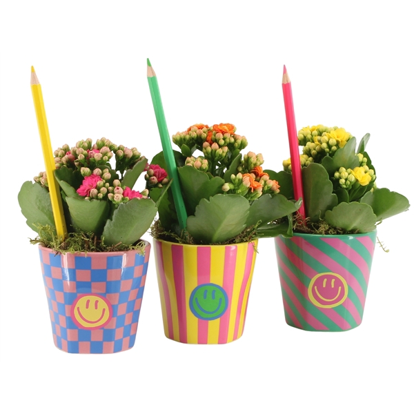 <h4>Arrangementen kamerplanten 6%</h4>