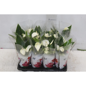 ANTHURIUM VARIADO P06