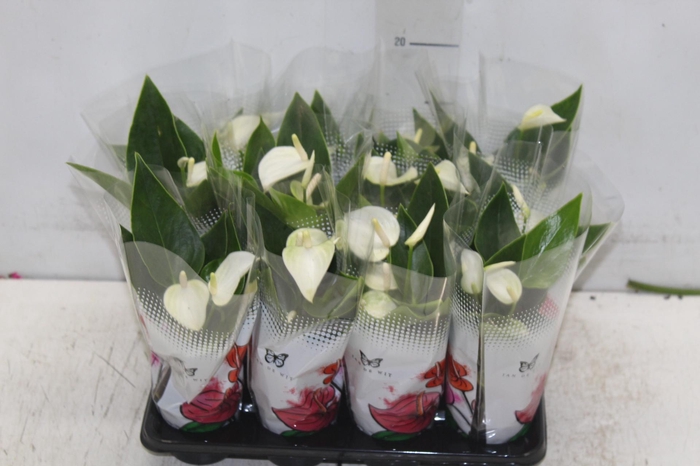 ANTHURIUM VARIADO P06