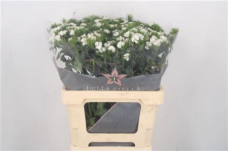 <h4>Di Barb Breanthus Duke White</h4>