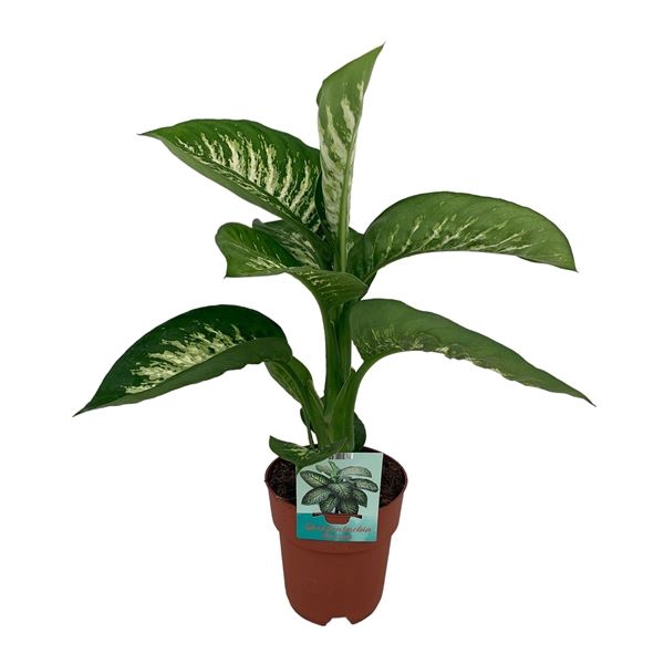 Dieffenbachia Tropic Snow