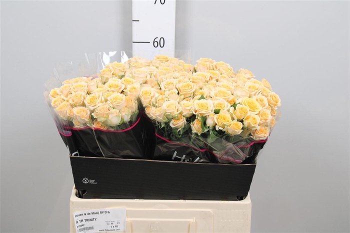 <h4>R Tr Trinity</h4>