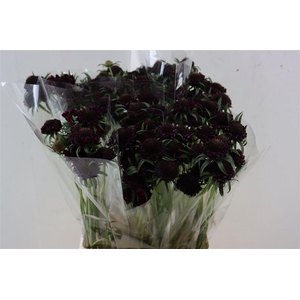 Scabiosa Atro Bon Bon Scoop Merlot