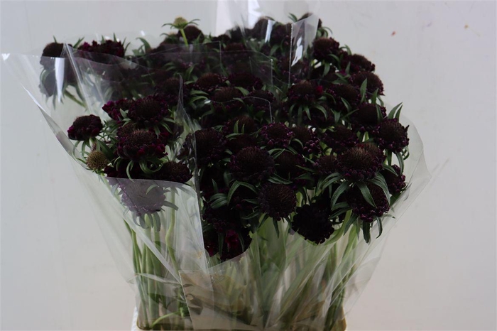 <h4>Scabiosa Atro Bon Bon Scoop Merlot</h4>
