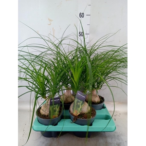 Beaucarnea recurvata