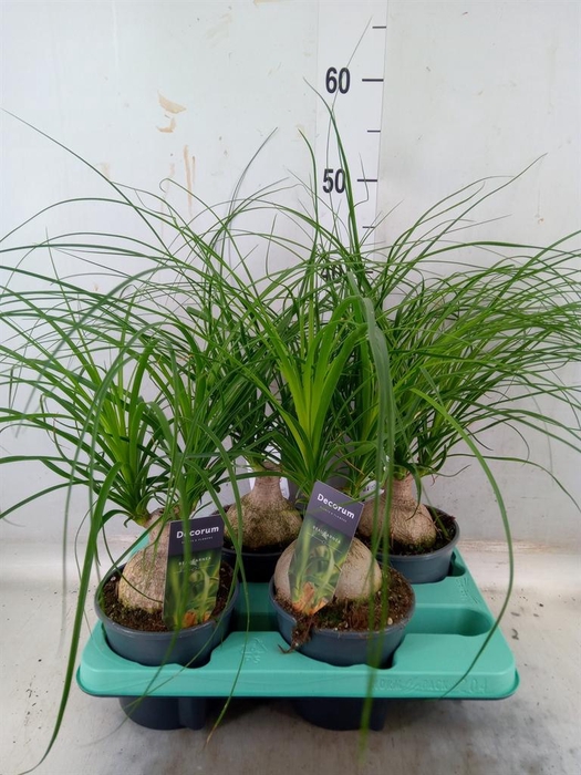 <h4>Beaucarnea recurvata</h4>