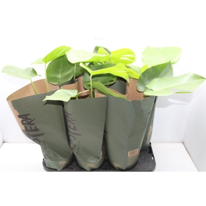 MONSTERA DELICIOSA P16