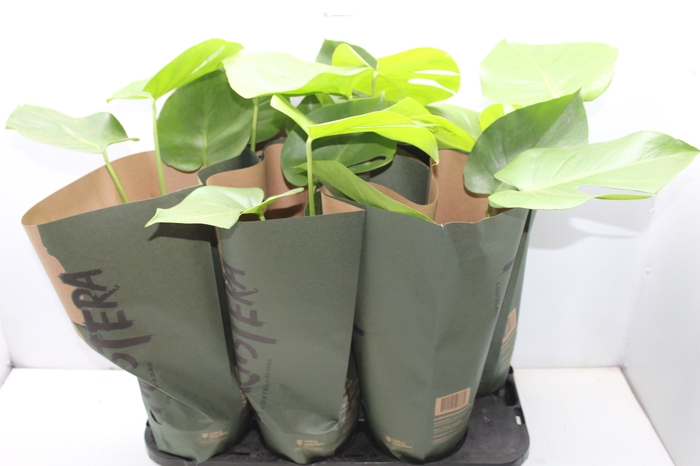 <h4>MONSTERA DELICIOSA P16</h4>