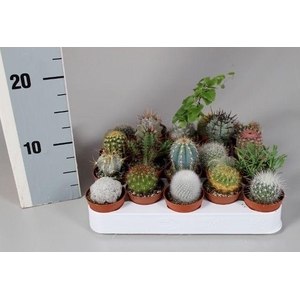CACTUS GEM