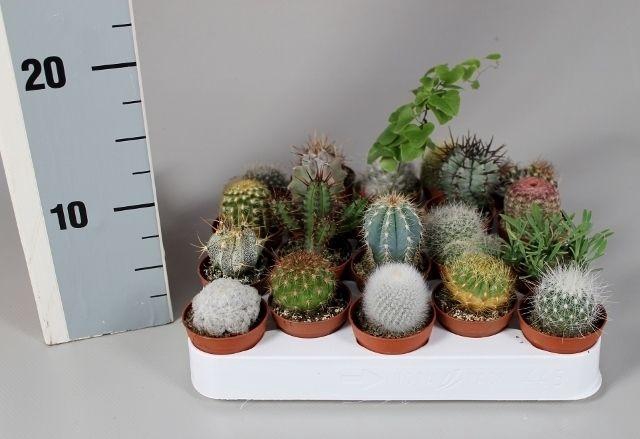 <h4>CACTUS GEM</h4>