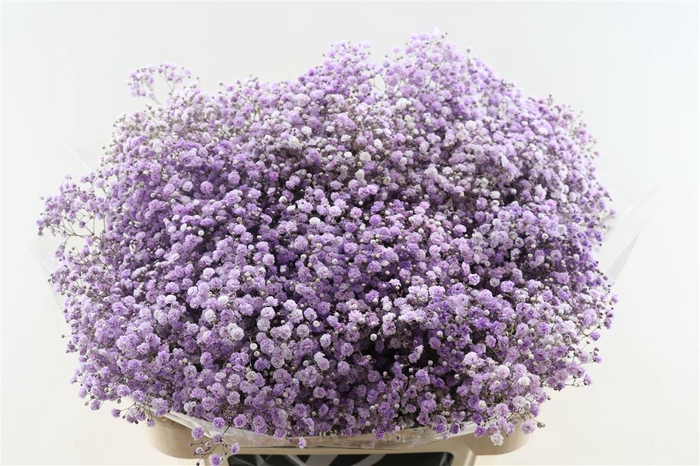 <h4>Gyps Pa. Lavender</h4>