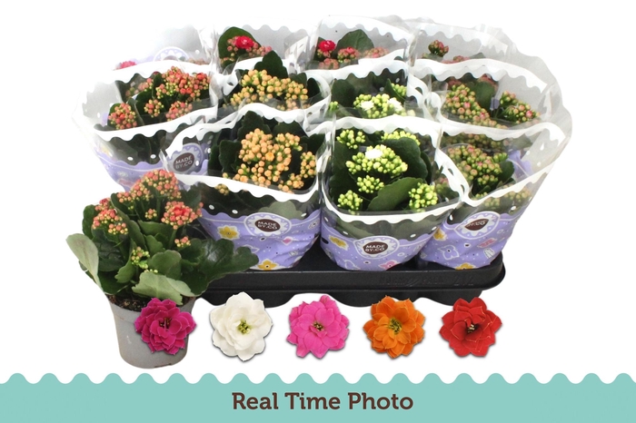 <h4>KAL GE GEM 5 KL</h4>