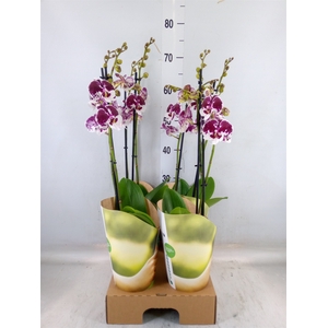 Phalaenopsis  'FC Untold Storie'